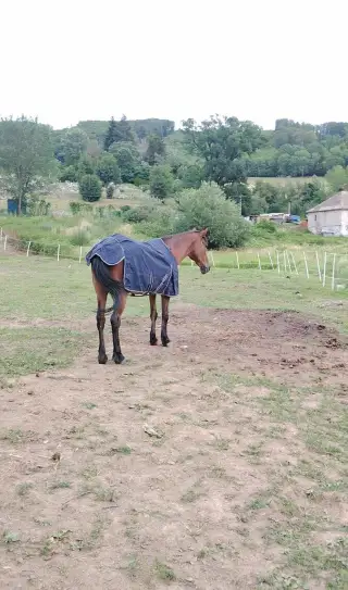 kobylka za symbolickú cenu