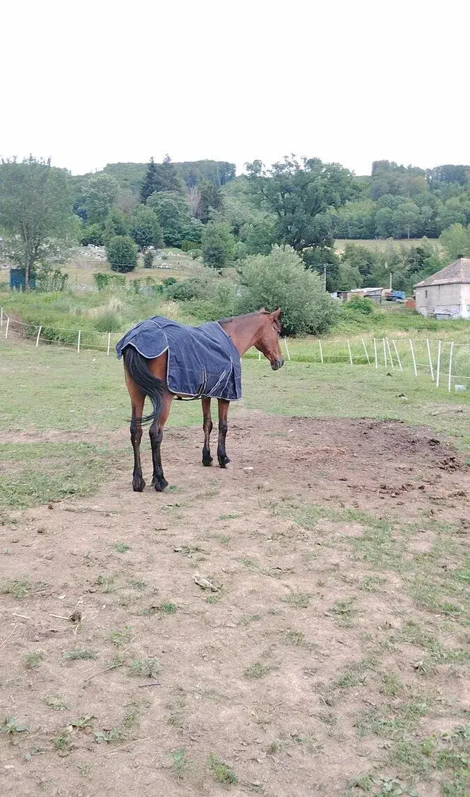 kobylka za symbolickú cenu