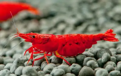 Krevetky Neocaridina Bloody mary