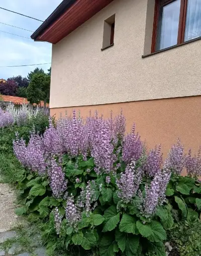 Planty šalvie muškatovej. 1€ ks