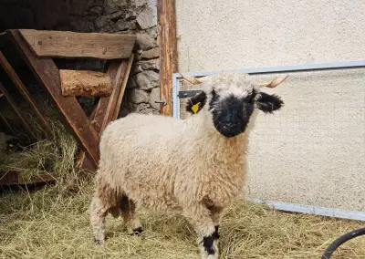 Walliser blacknose