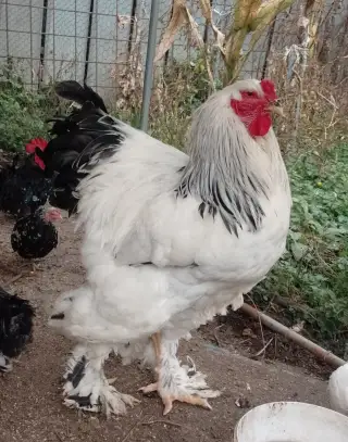 Brahmanka veľká Columbia