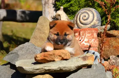 SHIBA INU - nádherne veselé šteniatka