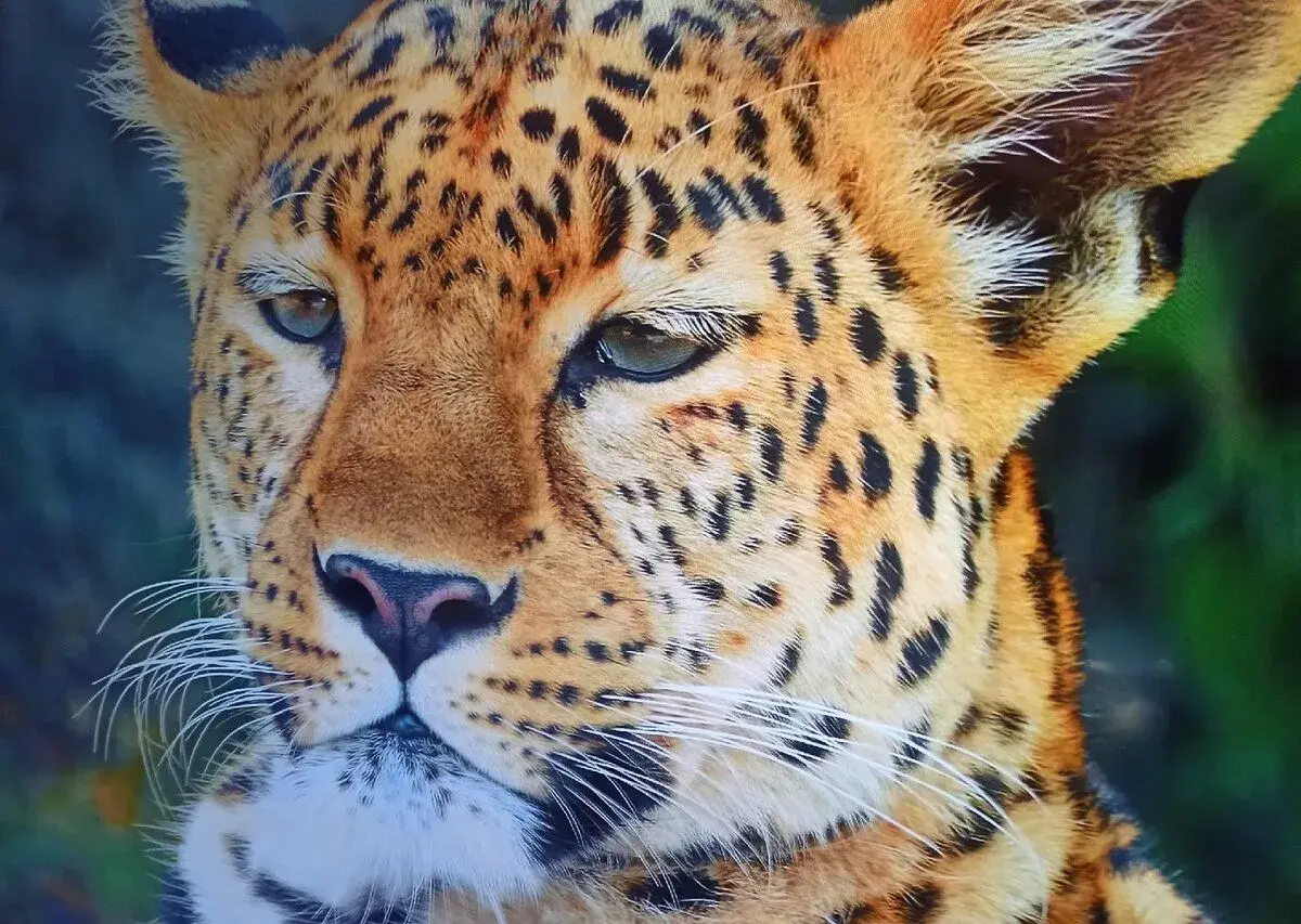 Samsung QE65Q60R smart 4k 163cm