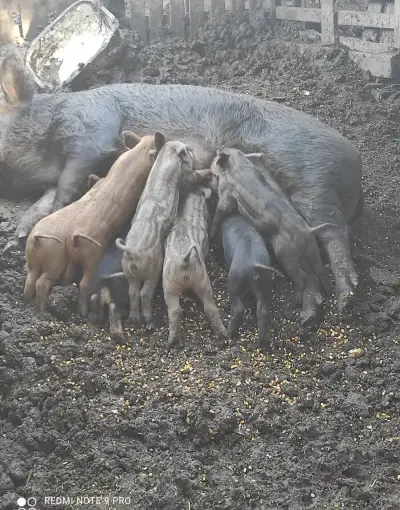 Prasiatká durok-mangalica