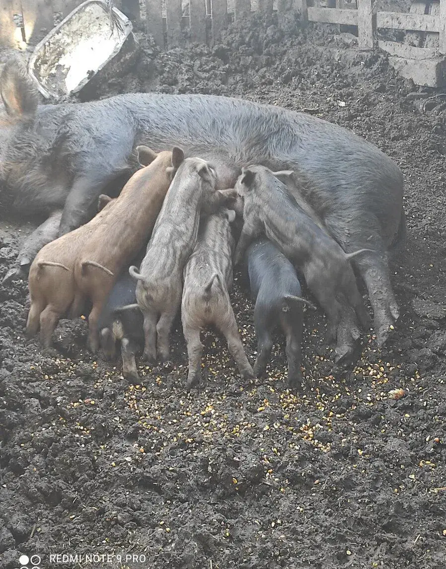 Prasiatká durok-mangalica