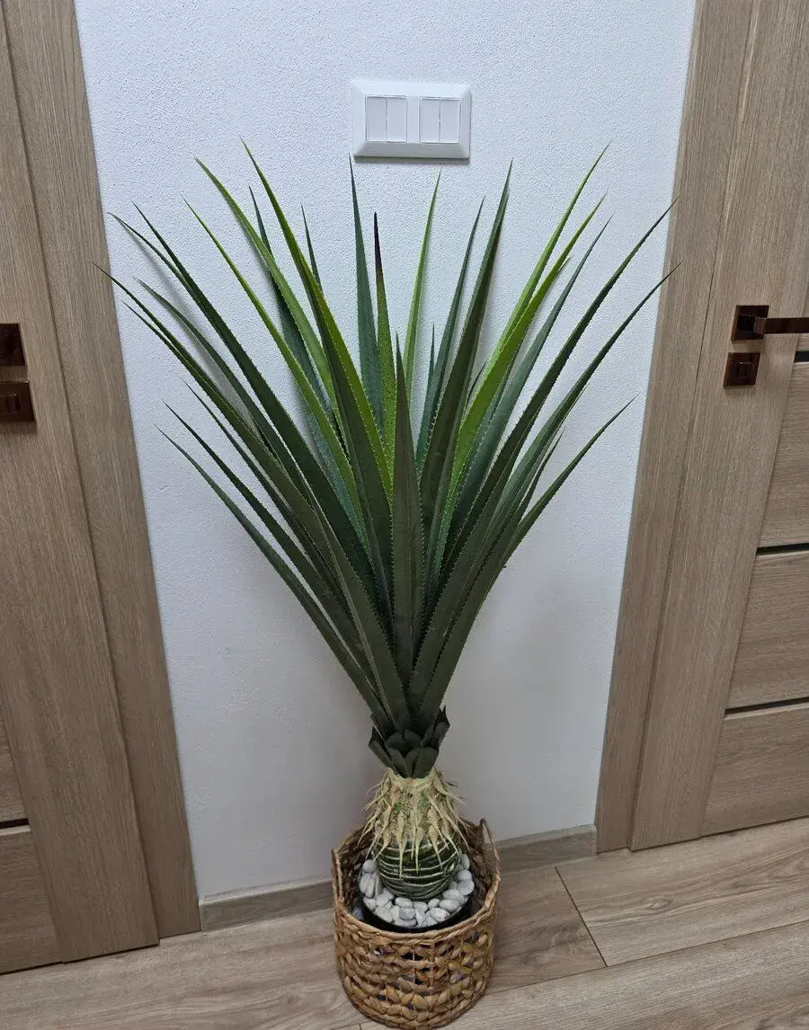 Dekoratívna Aloe 🌱