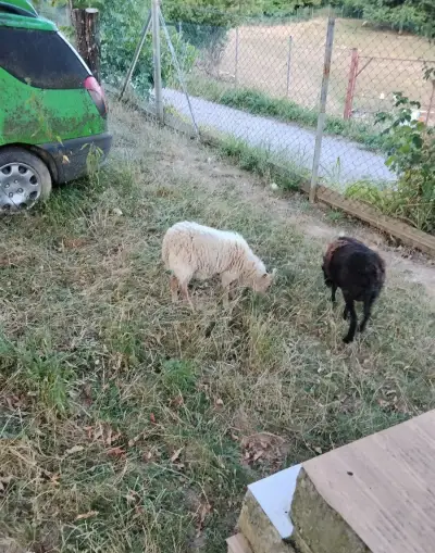 Mini barana