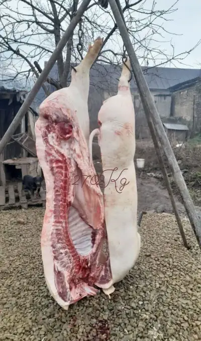 Prasata