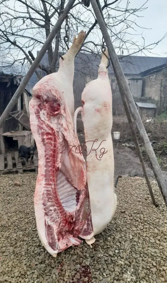 Prasata