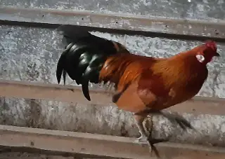 Mladý kohuti