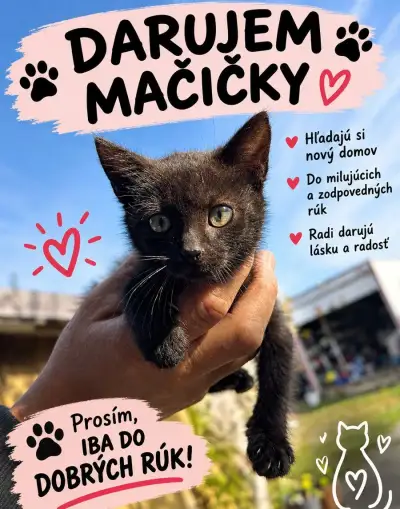 🐾 DARUJEM MAČIČKY DO DOBRÝCH RÚK 🐾