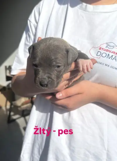 Šteniatka Amerického stafordšírskeho teriéra