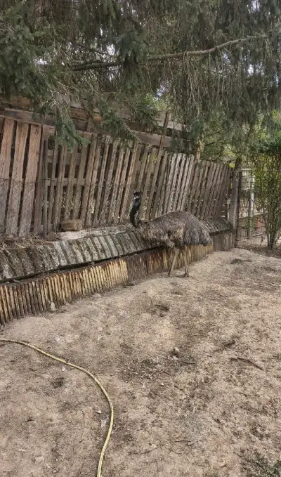 Samca Emu Hnedý 3 ročny