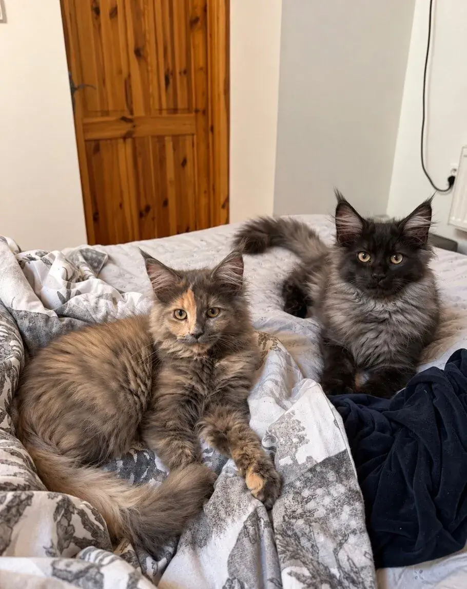 🐈‍⬛ POSLEDNÝ KOCÚRIK MAINE COON HĽADÁ SVOJ DOMOV 🖤