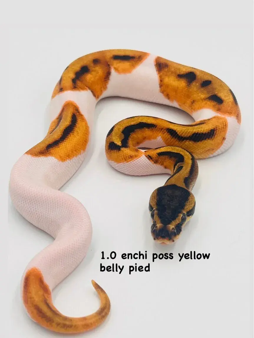 Python regius