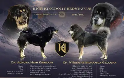 Šteniatka Tibetská doga