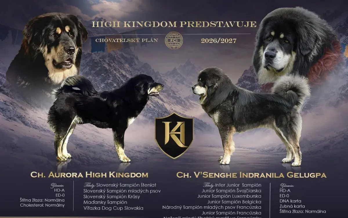 Šteniatka Tibetská doga