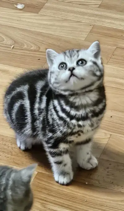 Britské mačiatka whiskas.