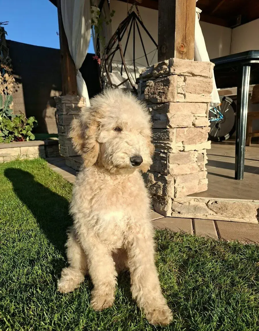 Goldendoodle