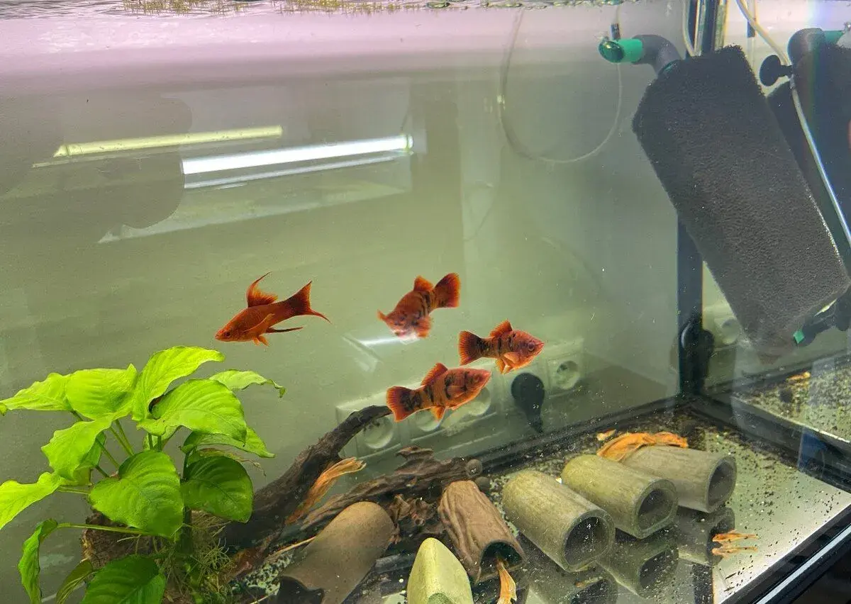 Xiphophorus Red ruby lyra a Marble 3+1
