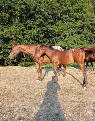 Appaloosa 3v1