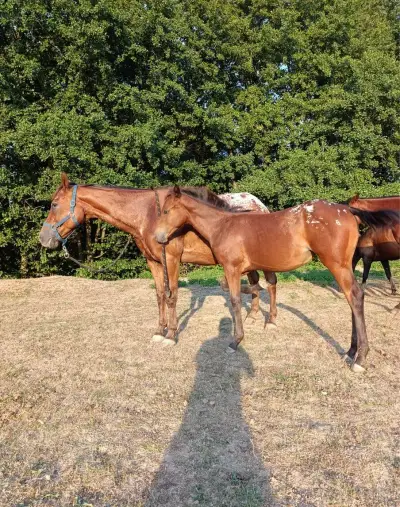 Appaloosa 3v1