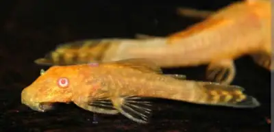 ‼️ Ancistrus gold albino ‼️