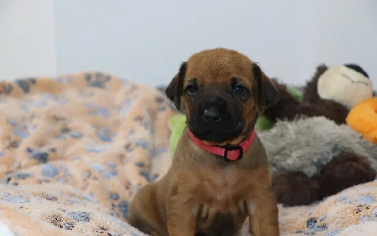 Rhodesian Ridgeback šteniatka s PP