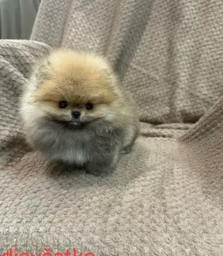Pomeranian