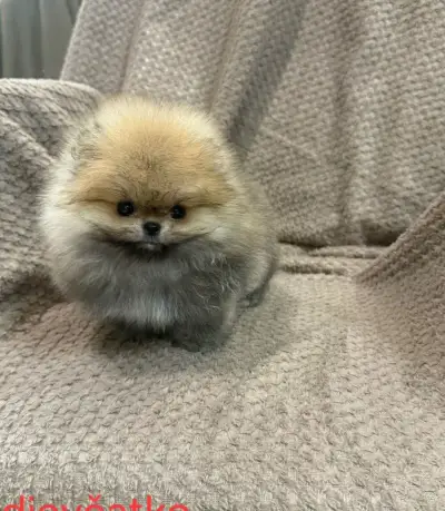 Pomeranian