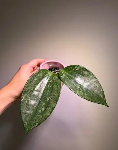 Rarita - Hoya Latifolia Rimba Perak
