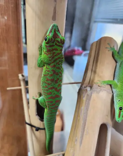 Phelsuma grandis
