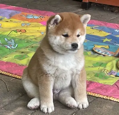 Shiba inu s PP / FCI /