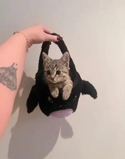 Darujeme mačiatko do milujúcej rodiny – Auri 🐱❤️