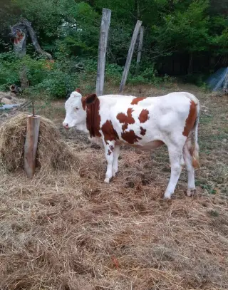 Výmena dobytku