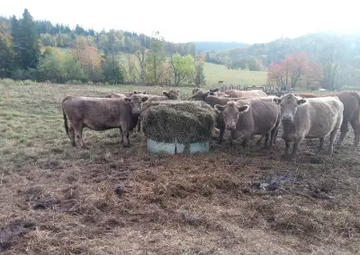 Telne kravy zastav