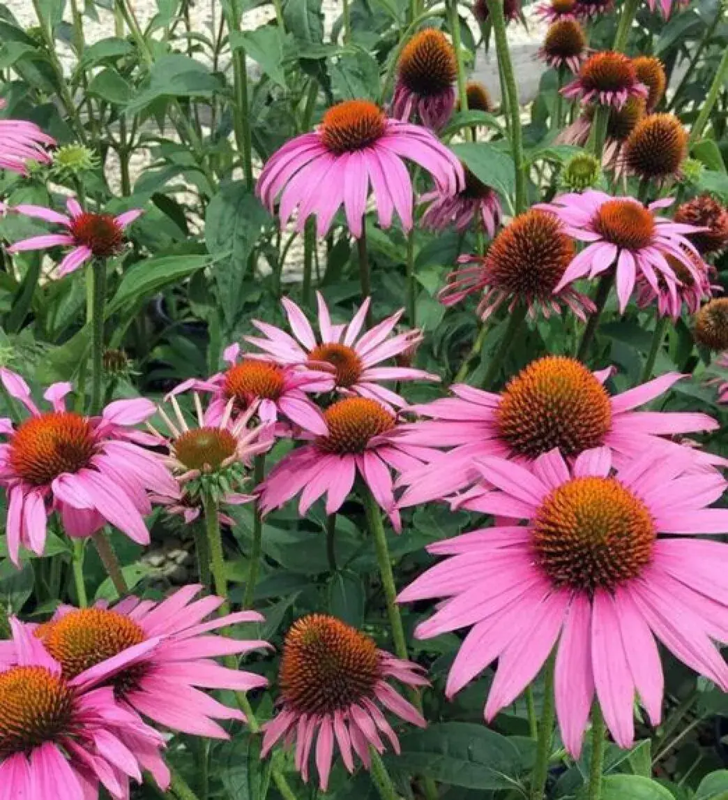 Echinacea rúžová