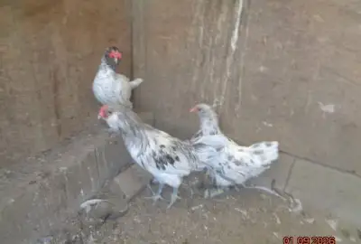 Ameraucana sliepky