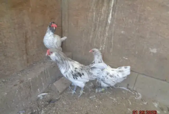Ameraucana sliepky