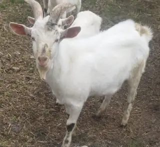 Mlady capko