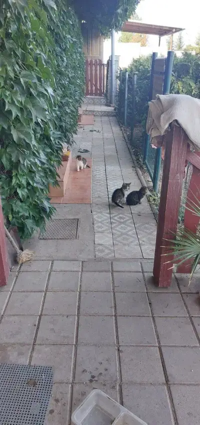 Darujem mačiatka
