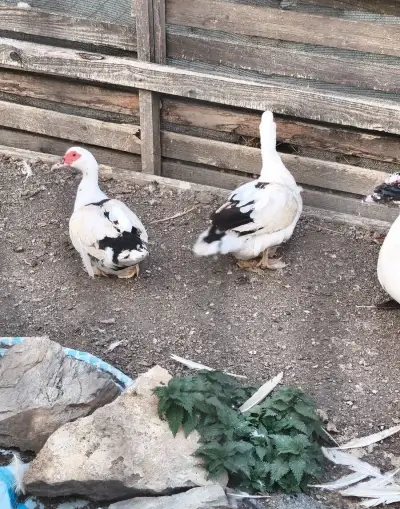 Kačky