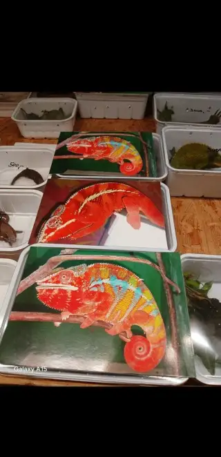 Chameleon