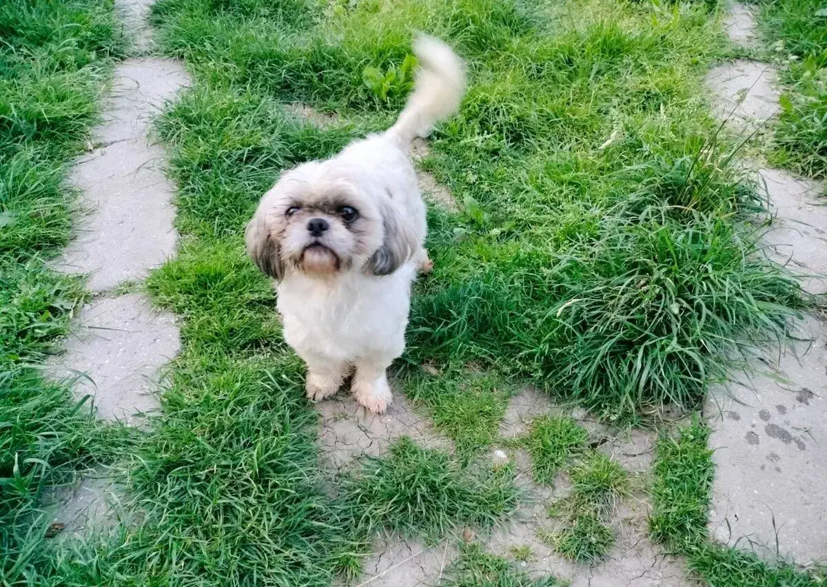 šicu , sicu , shih-tzu , shih tzu