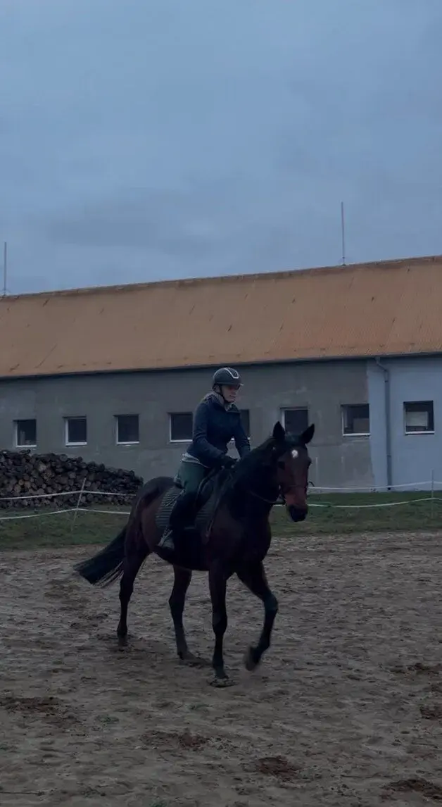 Ponuka jazdenia - charakterný valach
