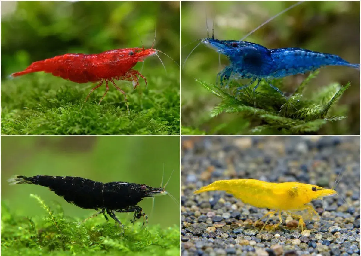 Krevetky Neocaridina + Neoheterandria Elegans
