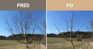 Odborný rez ovocných stromov