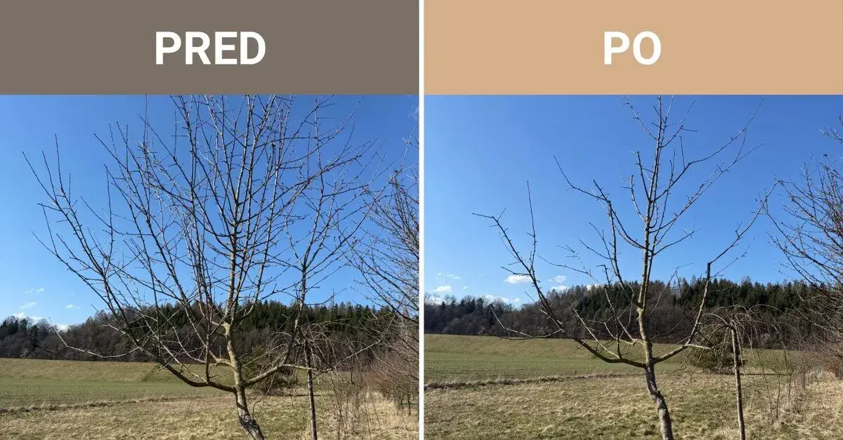 Odborný rez ovocných stromov