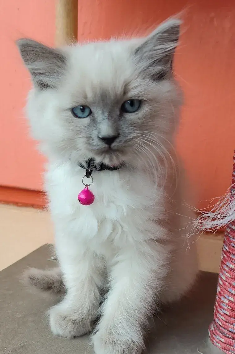 mačiatka Ragdoll